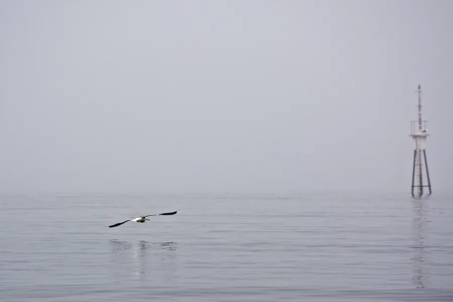 måke som flyg over ein tåkelagd sjø med ei mast i bakgrunnen