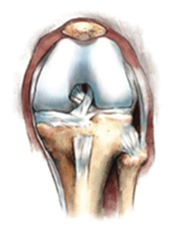 Illustrasjon av et kne