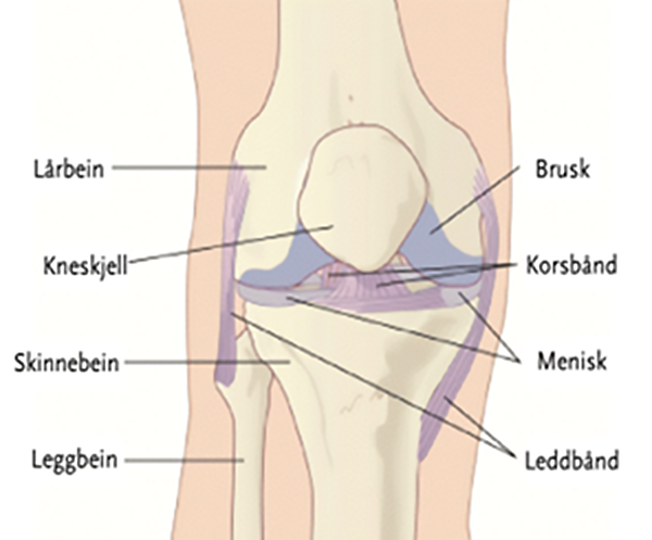 Diagram av et kne