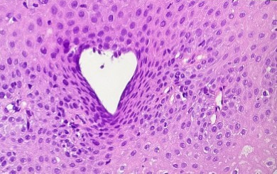 Et nærbilde av hundens ansikt