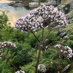 Ein sommarblome ved sjøen