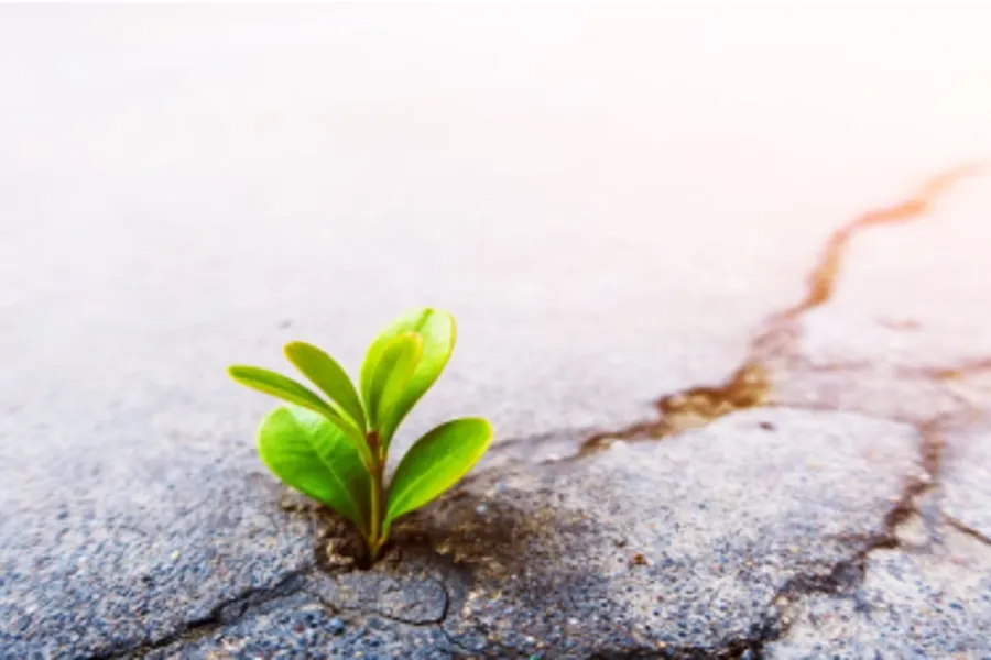 En liten plante som vokser opp av bakken